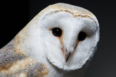 Porträt einer Schleiereule (Tyto alba) vor schwarzem Hintergrund - MINF09273