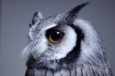 Side view portrait of northern white faced owl (Ptilopsis leucotis) with intense eye staring at camera - MINF09276