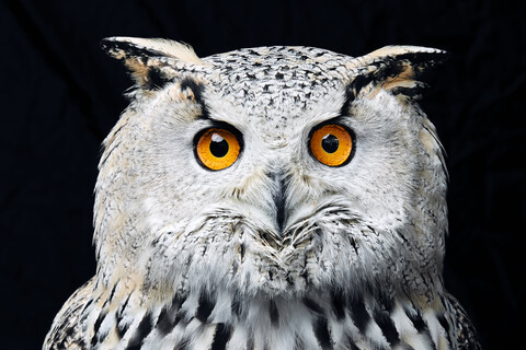 Portrait of Siberian eagle owl (Bubo bubo sibiricus) looking at camera against black background stock photo