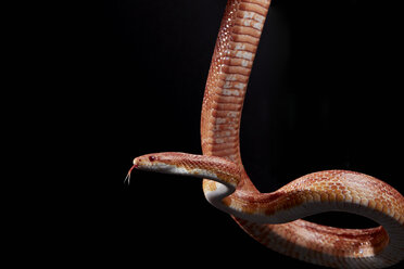 Porträt der Kornnatter (Pantherophis guttatus), hängend vor schwarzem Hintergrund - MINF09279