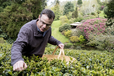 Mann mit Korb im Freien in einer Teeplantage, der sorgfältig Teeblätter pflückt. - MINF09351