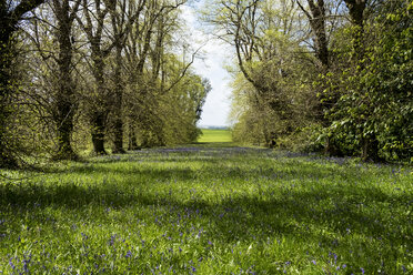 Landschaftsansicht mit einer Baumreihe und einem Teppich aus blauen Wildblumen. - MINF09354