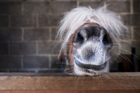 Nahaufnahme der Schnauze eines Shetlandponys auf dem Dach einer Stalltür, mit einer weißen Mähne über den Augen., lizenzfreies Stockfoto