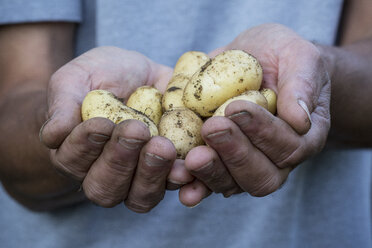 Nahaufnahme einer Person mit frisch geernteten Kartoffeln. - MINF09446