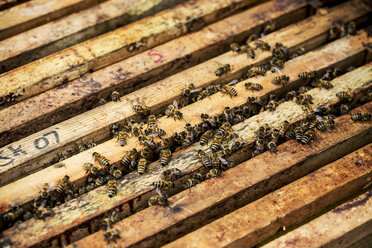 Close up of bees and honeycomb in wooden beehive. - MINF09449