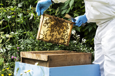 Imker mit Schutzanzug bei der Arbeit, der einen hölzernen Bienenstock inspiziert. - MINF09451