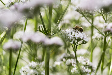 Eine Honigbiene sammelt Pollen von offenen weißen Blüten in der freien Natur, Kuhflöckchen und Bärenklau im Sommer auf einer Wiese. - MINF09452