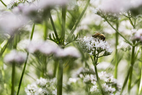 Eine Honigbiene sammelt Pollen von offenen weißen Blüten in der freien Natur, Kuhflöckchen und Bärenklau im Sommer auf einer Wiese. - MINF09452