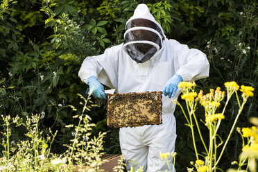 Imker mit Schutzanzug bei der Arbeit, der einen hölzernen Bienenstock inspiziert. - MINF09454