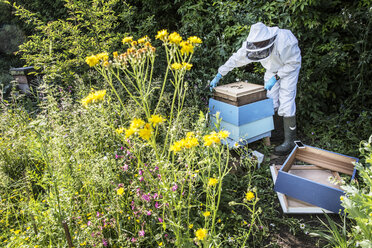 Imker mit Schutzanzug bei der Arbeit, der einen hölzernen Bienenstock inspiziert. - MINF09455