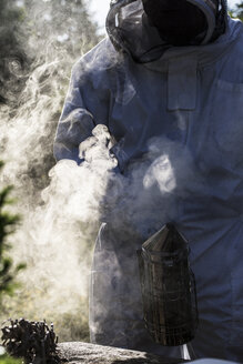 Imker mit Schutzanzug bei der Arbeit, der die Bienen mit einem Smoker beruhigt. - MINF09456