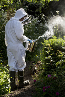 Imker mit Schutzanzug bei der Arbeit, der die Bienen mit einem Smoker beruhigt. - MINF09457