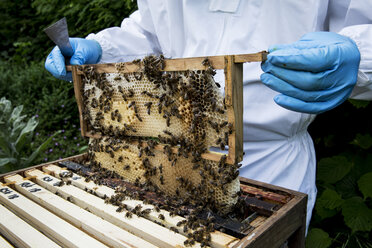 Imker mit Schutzanzug bei der Arbeit, der einen hölzernen Bienenstock inspiziert. - MINF09458