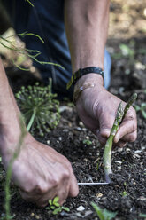 Nahaufnahme einer Person, die grünen Spargel im Garten pflückt. - MINF09459