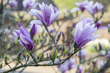 Nahaufnahme eines Magnolienbaums mit weißen und violetten Blüten. - MINF09472