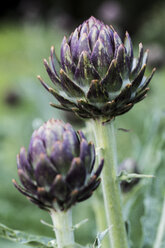 Close up of globe artichokes growing in a restaurant garden. - MINF09477