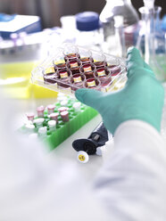 Abgeschnittene Hand eines Wissenschaftlers, der ein Multiwell-Tablett mit Stammzellen während der Krebsforschung im Labor hält - CAVF53180