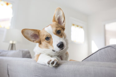 Niedriger Winkel Porträt von Hund entspannt auf Sofa zu Hause - CAVF53346