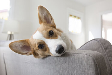 Nahaufnahme eines Hundes, der sich zu Hause auf dem Sofa entspannt - CAVF53347