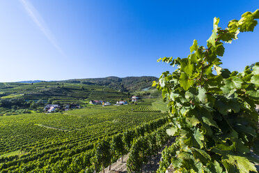 Österreich, Wachau, Weinberge oberhalb von Spitz in der Wachau - RUNF00162