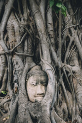 Thailand, Ayutthaya, Buddha head in between tree roots at Wat Mahathat - GEMF02459