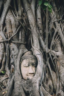 Thailand, Ayutthaya, Buddhakopf zwischen Baumwurzeln im Wat Mahathat - GEMF02459