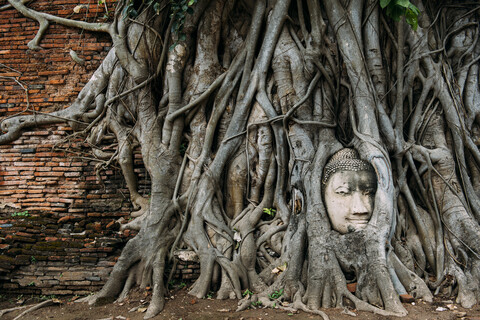 Thailand, Ayutthaya, Buddhakopf zwischen Baumwurzeln im Wat Mahathat, lizenzfreies Stockfoto