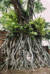 Thailand, Ayutthaya, Buddha head in between tree roots at Wat Mahathat - GEMF02461