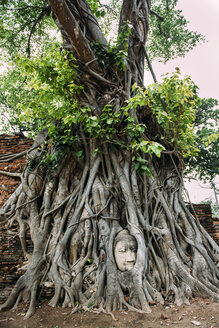 Thailand, Ayutthaya, Buddhakopf zwischen Baumwurzeln im Wat Mahathat - GEMF02461