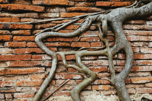 Thailand, Ayutthaya, Wurzeln klettern durch eine Ziegelmauer im Wat Mahathat - GEMF02468