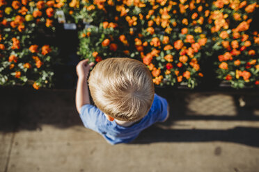 High angle view of baby boy standing by flowers at garden - CAVF53376