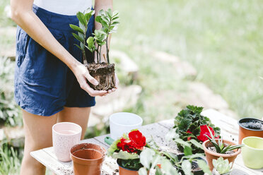 Midsection of woman holding plant while standing at table in yard - CAVF53384