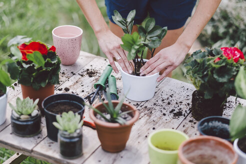 Mittelteil einer Frau, die eine Pflanze auf einem Tisch im Garten eintopft - CAVF53385