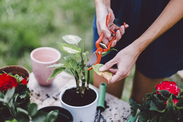 Midsection of woman cutting leaf with pruning shears on table in yard - CAVF53386