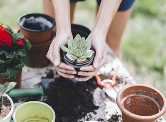 Midsection of woman holding succulent plant over table in yard - CAVF53388