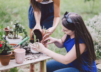 Female friends potting plants on table at yard - CAVF53390