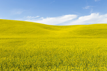 Blick auf eine grüne Landschaft vor blauem Himmel - CAVF53407