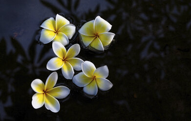 Hohe Winkel Ansicht der Blumen schwimmen auf See in der Nacht - CAVF53428