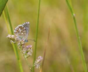 Nahaufnahme eines Schmetterlings auf einer Blume - CAVF53470