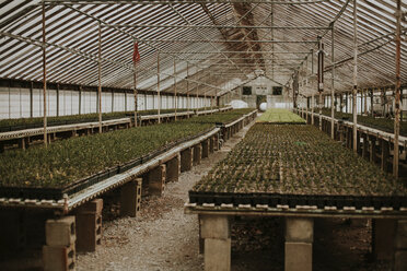 Potted plants growing at greenhouse - CAVF53564