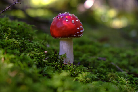 Flying agaric, Amanita muscaria, in forest stock photo