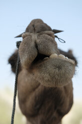 Nahaufnahme eines Kamels gegen den klaren Himmel in der Wüste Thar - CAVF53897