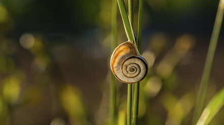 Nahaufnahme einer Schnecke auf einer Pflanze - CAVF53930