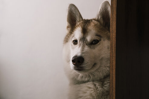 Nahaufnahme eines Hundes, der auf einer Holzplanke vor einer weißen Wand sitzt - CAVF53937