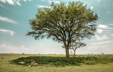 Löwen ruhen sich auf einem Feld bei einem Baum aus - CAVF53957