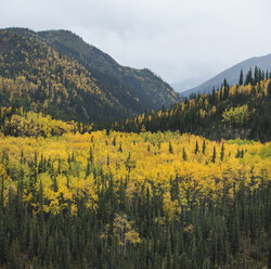 Landschaftlicher Blick auf Wald und Berge im Herbst - CAVF53985