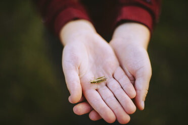 Abgeschnittene Hände eines Jungen, der ein Insekt auf einem Feld hält - CAVF53994