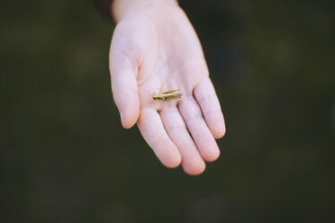 Cropped hand of boy holding grasshopper - CAVF54007