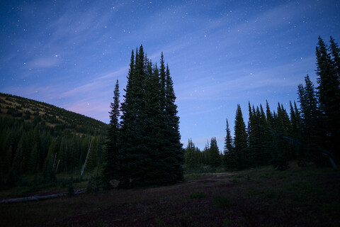 Low angle majestic view of trees growing against star field during dusk stock photo