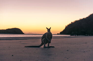 Australien, Queensland, Känguru am Strand am Morgen - GEMF02489